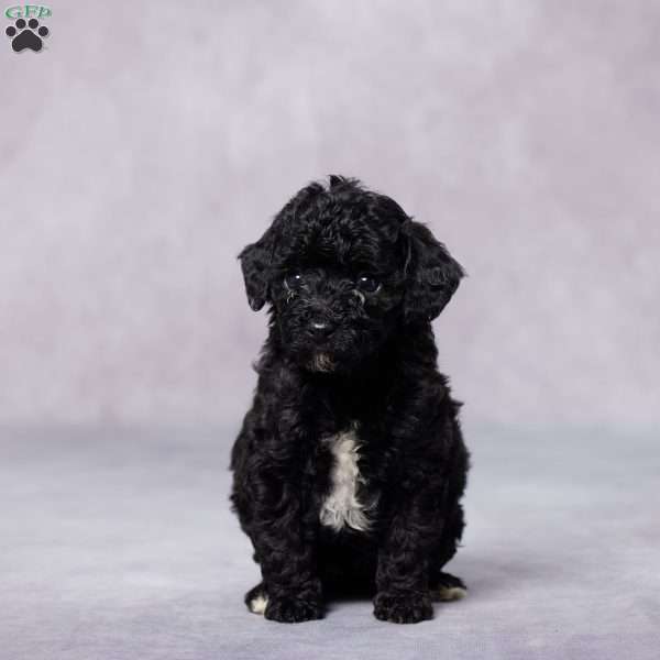 Remi, Toy Poodle Puppy